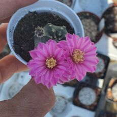 ECHINOCEREUS PULCHELLUS, image , 3 image