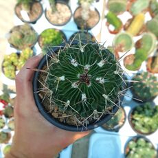 ECHINOFOSSULOCACTUS MULTICOSTATUS, image , 2 image