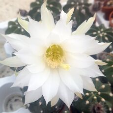 ECHINOPSIS DENUDATUM, image _ab__is.image_number.default