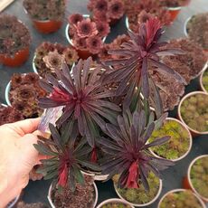 EUPHORBIA MINER'S MERLOT, image 