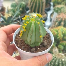 EUPHORBIA FRUTICOSA INERMIS, image 