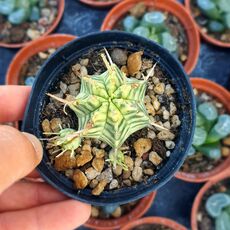 EUPHORBIA MELOFORMIS VARIEGATA, image 