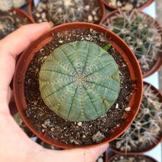 EUPHORBIA OBESA, image _ab__is.image_number.default