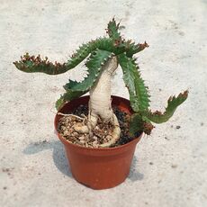 EUPHORBIA STELLATA, image _ab__is.image_number.default