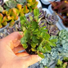 EUPHORBIA TRIGONA, image 