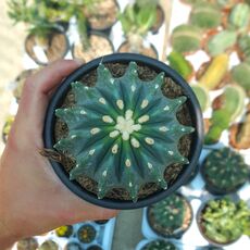 FEROCACTUS GLAUCESCENS INERMIS, image 