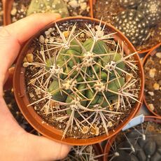 GYMNOCALYCIUM MONVILLEI SUBS. HORRIDISPINUM, image 