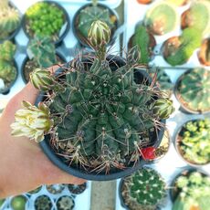 GYMNOCALYCIUM SCHICKENDANTZII, image 