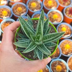 GASTERIA SPIRIT, image 