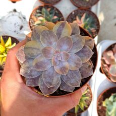 GRAPTOPETALUM PENTANDRUM SUPERBUM VARIEGATA, image 