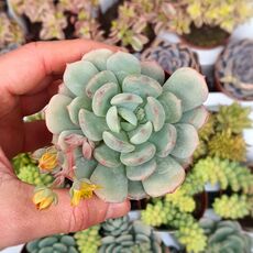 GRAPTOVERIA OPALINA, image 