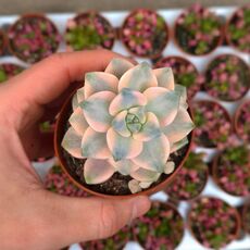 GRAPTOVERIA TITUBANS VARIEGATA, image 