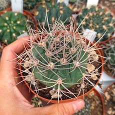 GYMNOCALYCIUM CARDENASIANUM, image 