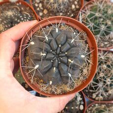 GYMNOCALYCIUM DUBNIORUM, image 