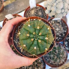 GYMNOCALYCIUM GIBBOSUM, image 