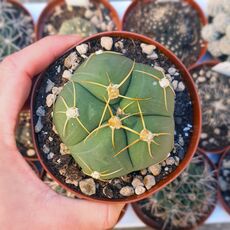 GYMNOCALYCIUM HORSTII, image 