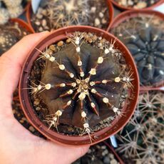 GYMNOCALYCIUM MIHANOVICHII, image 