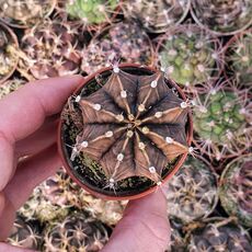 GYMNOCALYCIUM MIHANOVICHII, image 