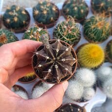 GYMNOCALYCIUM MIHANOVICHII, image , 3 image