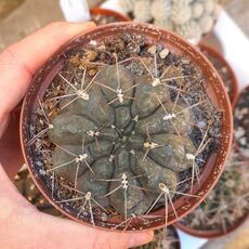 GYMNOCALYCIUM NEUHUBERI, image 