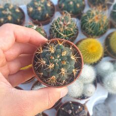 GYMNOCALYCIUM PFLANZII, image 