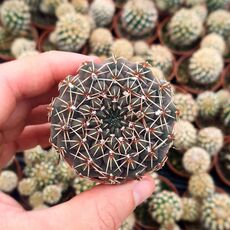 GYMNOCALYCIUM QUEHLIANUM, image _ab__is.image_number.default