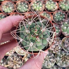 GYMNOCALYCIUM SAGLIONIS, image 