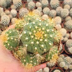 GYMNOCALYCIUM SCHACUENSE, image 