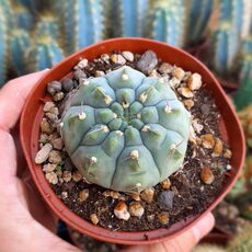 GYMNOCALYCIUM VATTERI, image 