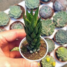 HAWORTHIA COARCTATA VAR TENUIS, image 