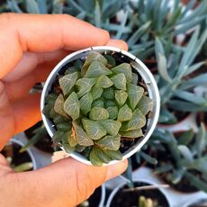 HAWORTHIA COOPERI V. PILIFERA, image 