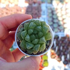 HAWORTHIA COOPERI, image 