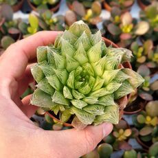 HAWORTHIA COOPERI, image 