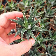 HAWORTHIA FASCIATA, image 