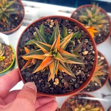 HAWORTHIA GLABRATA VARIEGATA, image , 2 image