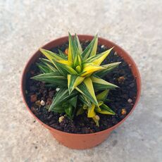 HAWORTHIA GLABRATA VARIEGATA, image , 2 image