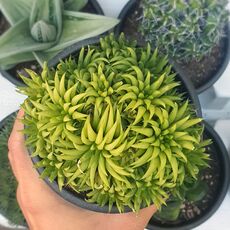 HAWORTHIA KIKUHIGASA, image 