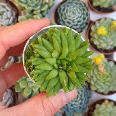 HAWORTHIA KIKUHIGASA, image 