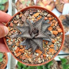 HAWORTHIA KINTAIKYO, image _ab__is.image_number.default