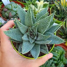 HAWORTHIA LIMIFOLIA SPIDER WHITE, image 