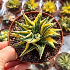 HAWORTHIA LIMIFOLIA VARIEGATA, image , 2 image