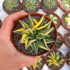 HAWORTHIA LIMIFOLIA F. SPIRALIS VARIEGATA, image 