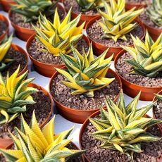 HAWORTHIA LIMIFOLIA F. SPIRALIS VARIEGATA, image , 3 image