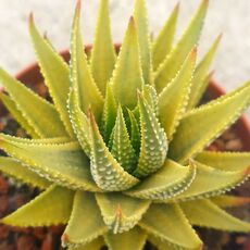 HAWORTHIA PUMILA AUREA VARIEGATA, image , 2 image