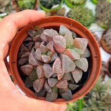 HAWORTHIA PYGMAEA, image 