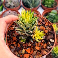 HAWORTHIA REINWARDTII VARIEGATA, image , 2 image