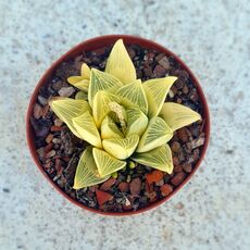 HAWORTHIA RETUSA AUREA VARIEGATA, image 