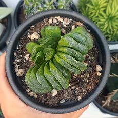 HAWORTHIA TRUNCATA CV. LIME GREEN, image 