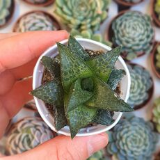 HAWORTHIA VENOSA V. TESSELLATA, image 