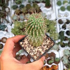 HOODIA GORDONII, image 